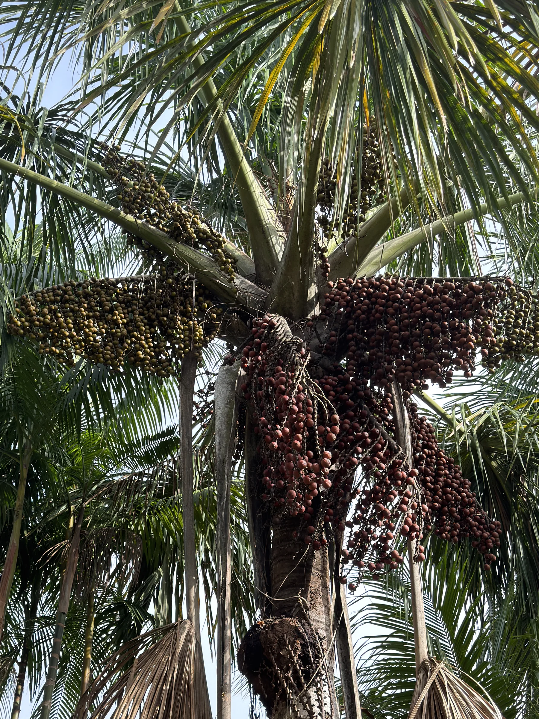 Racimos de frutos de moriche colgando de la palma