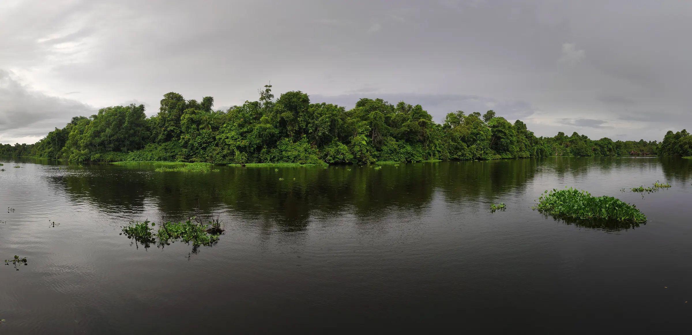 Panorámica del río y la selva en el delta del Orinoco, territorio Warao